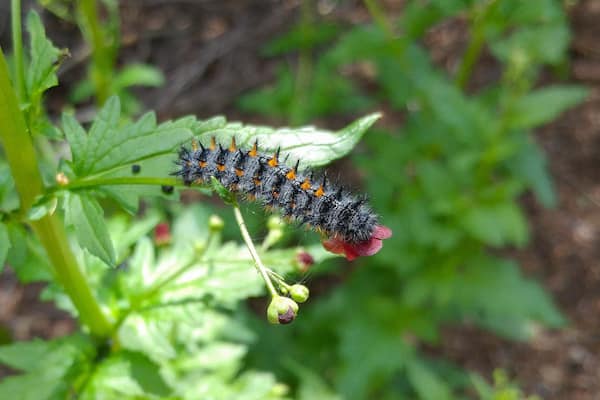 A caterpillar on a plant with green leaves and a red fruit.