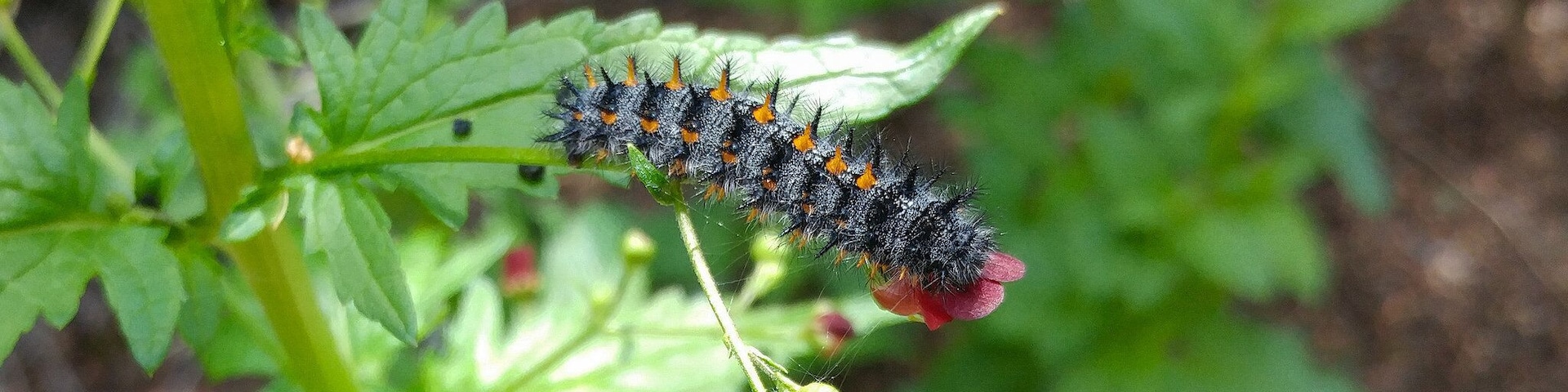 A caterpillar on a plant with green leaves and a red fruit.