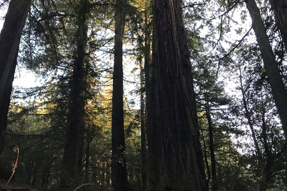 A dense forest with tall trees and sunlight filtering through the canopy.