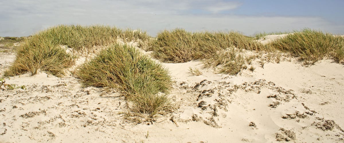 A sandy beach with dunes and grassy vegetation under a partly cloudy sky.