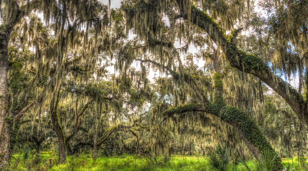 Ancient oak trees, draped with Spanish moss, define an important wildlife habitat in central Florida, USA.