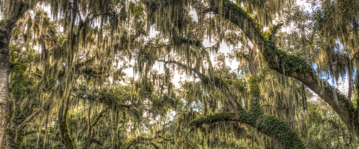 Ancient oak trees, draped with Spanish moss, define an important wildlife habitat in central Florida, USA.