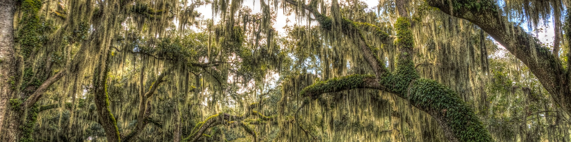 Ancient oak trees, draped with Spanish moss, define an important wildlife habitat in central Florida, USA.