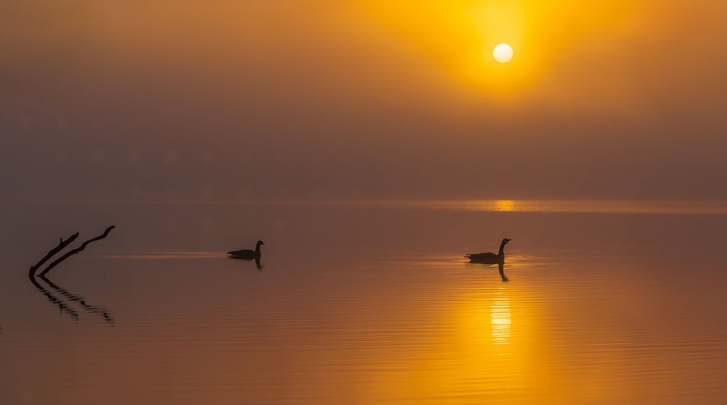 Condado de Montgomery