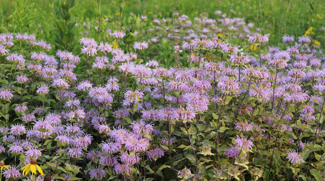 Wild bergamot dominates a field at Pine Dunes Forest Preserve in Antioch, Illinois