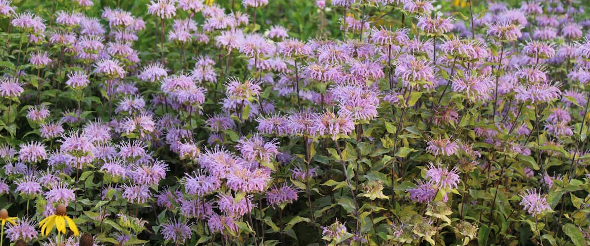 Un champ de fleurs violettes, parsemé de feuillage vert.