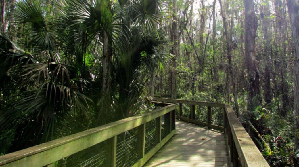 Arthur R. Marshall Loxahatchee National Wildlife Refuge near Boynton Beach in Palm Beach County.
Part of it is the Cypress Swamp Boardwalk, a 400-acre (1.6 km) Bald Cypress swamp.
more: http://bigcitiesbrightlights.wordpress.com/2014/07/17/florida-loxahatchee-on-the-cypress-swamp-boardwalk/