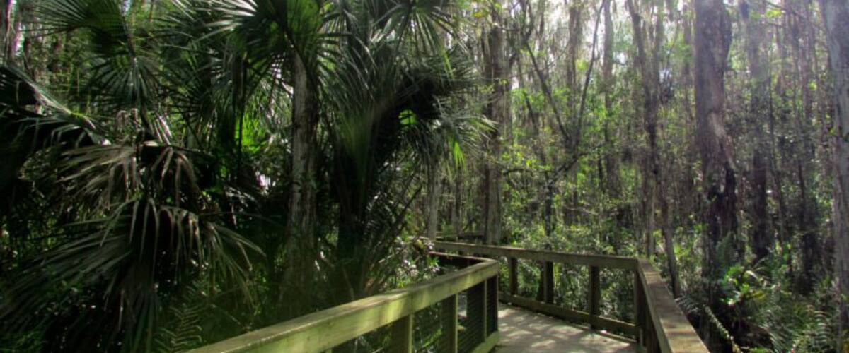 Arthur R. Marshall Loxahatchee National Wildlife Refuge near Boynton Beach in Palm Beach County.
Part of it is the Cypress Swamp Boardwalk, a 400-acre (1.6 km) Bald Cypress swamp.
more: http://bigcitiesbrightlights.wordpress.com/2014/07/17/florida-loxahatchee-on-the-cypress-swamp-boardwalk/