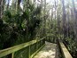 Arthur R. Marshall Loxahatchee National Wildlife Refuge near Boynton Beach in Palm Beach County.
Part of it is the Cypress Swamp Boardwalk, a 400-acre (1.6 km) Bald Cypress swamp.
more: http://bigcitiesbrightlights.wordpress.com/2014/07/17/florida-loxahatchee-on-the-cypress-swamp-boardwalk/