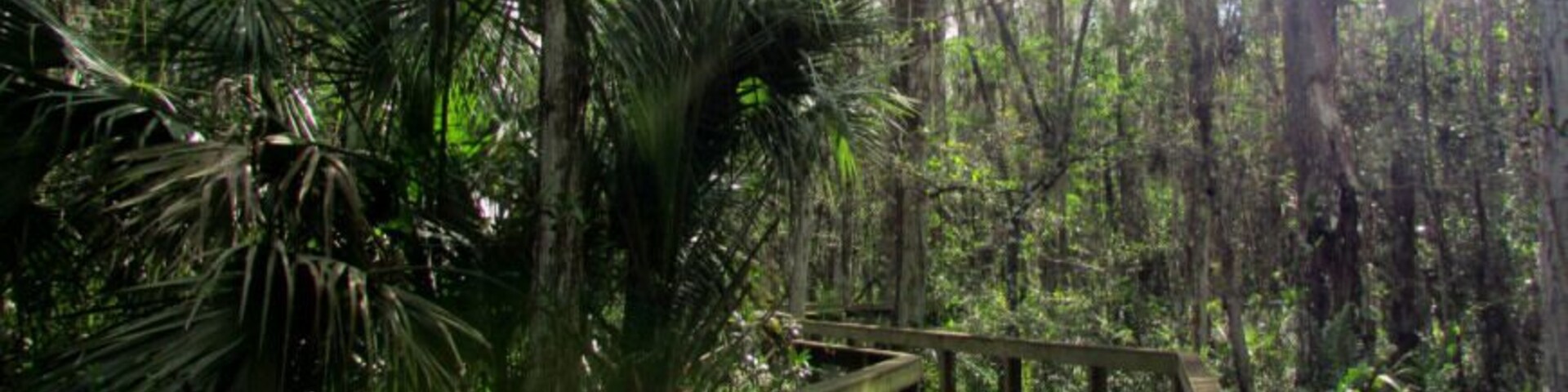 Arthur R. Marshall Loxahatchee National Wildlife Refuge near Boynton Beach in Palm Beach County.
Part of it is the Cypress Swamp Boardwalk, a 400-acre (1.6 km) Bald Cypress swamp.
more: http://bigcitiesbrightlights.wordpress.com/2014/07/17/florida-loxahatchee-on-the-cypress-swamp-boardwalk/