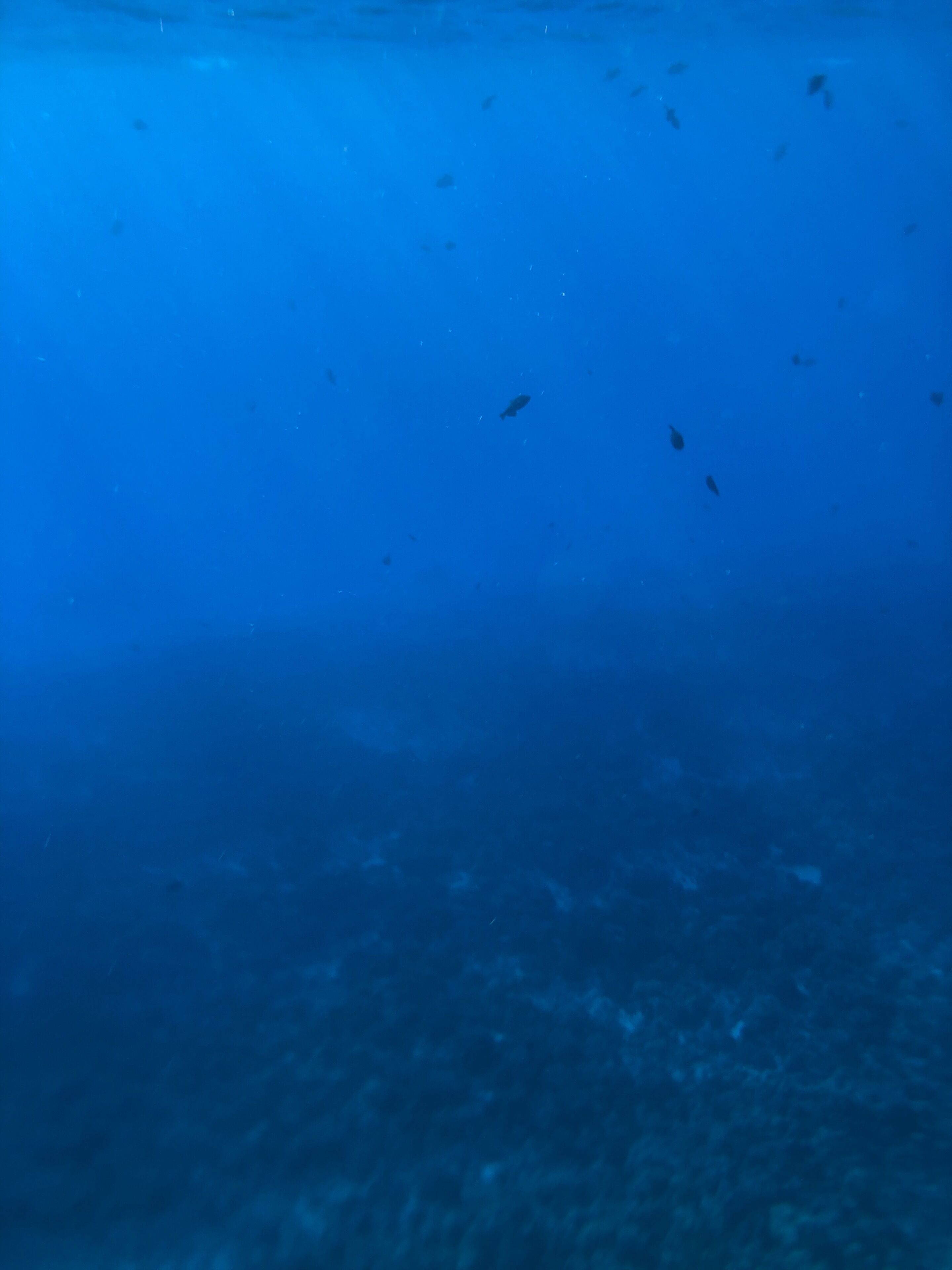 Looking down into Molokini crater. Definitely recommend grabbing a snorkeling tour as one of the things to do in Maui! This is a depth of around 50 ft before the crater drops to the darkness of the ocean

#LifeAtExpediaGroup