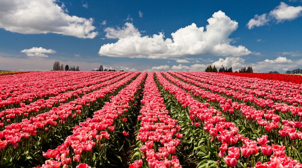 A vast field of pink tulips under a clear blue sky with scattered clouds.