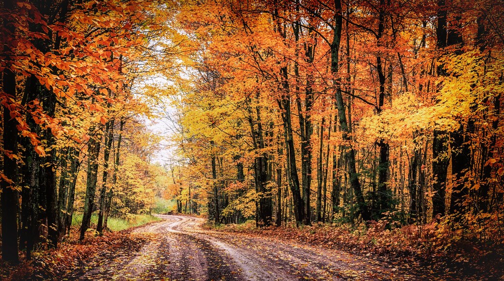 Forest Drive in Autumn. The Covered Road in Houghton County, Michigan. Seasonal background with copy space.
