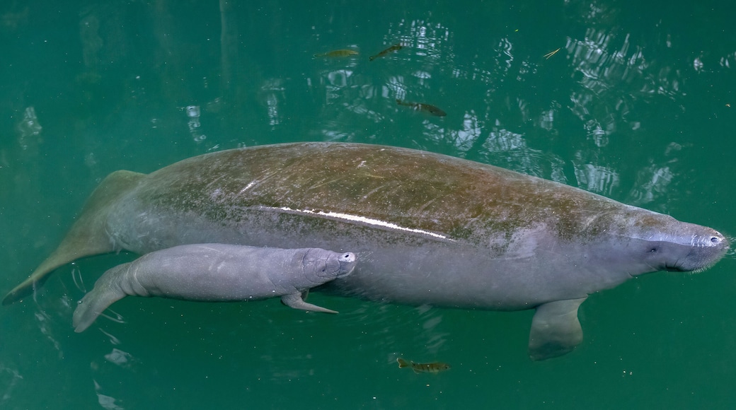 Mother manatee and newborn baby calf In Wekiva River, Florida