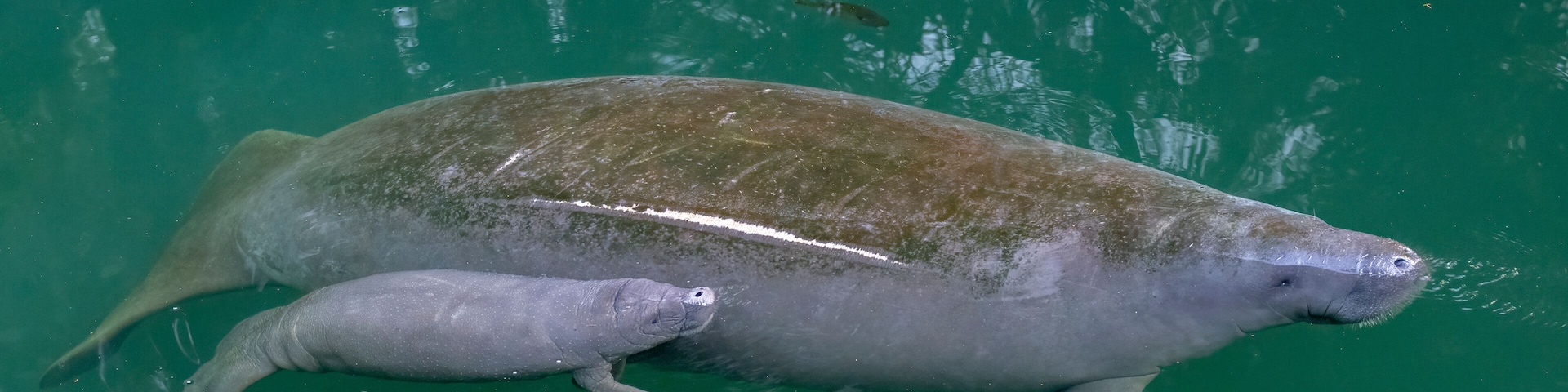 Mother manatee and newborn baby calf In Wekiva River, Florida