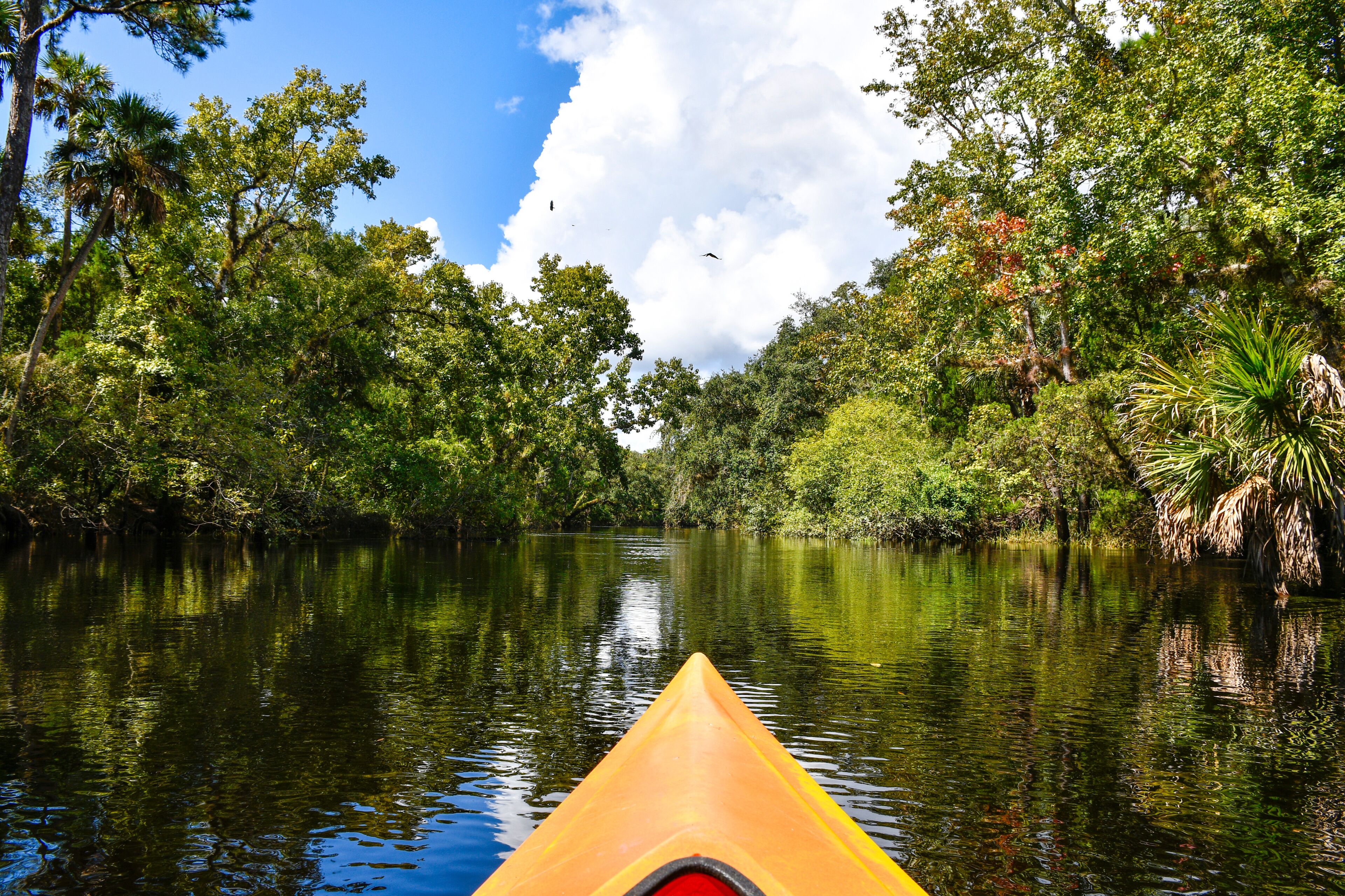 Beautiful day kayaking down econlockhatchee river in Little Big Econ State Park in Seminole County just north of Orlando, Florida. 
