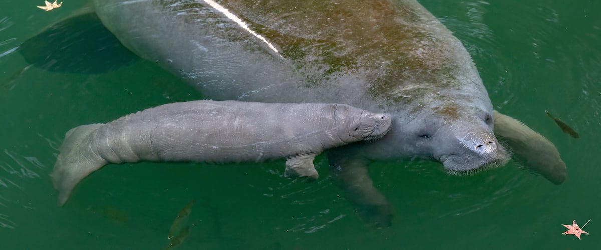 A large aquatic mammal with a smaller one, both in greenish water.