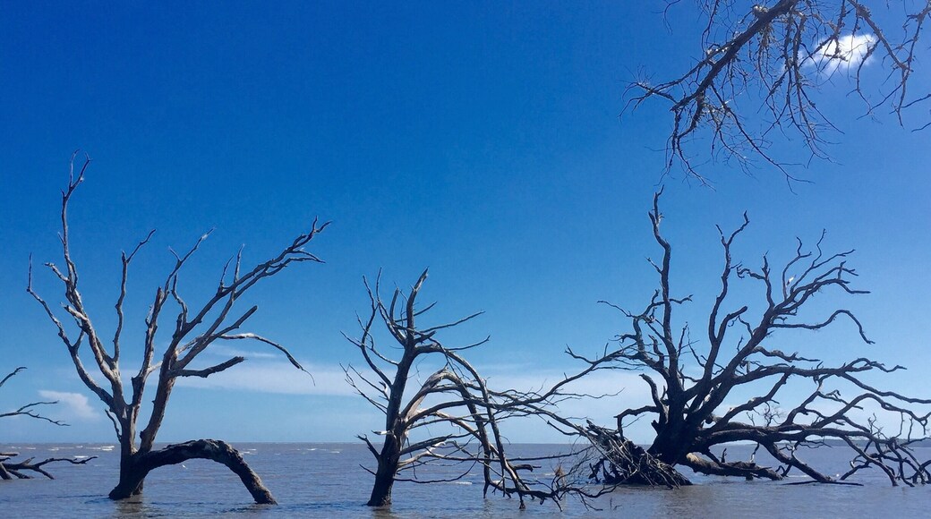 Trees on the beach at Ossawbaw
