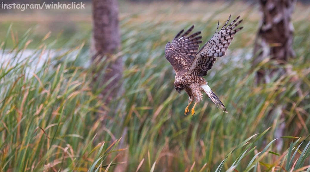 A man made wetlands can't be so natural!! Alligators and lot of exotic migratory birds in action. Here is a frozen moment of a beautiful northern harrier on a hunting pursuit.