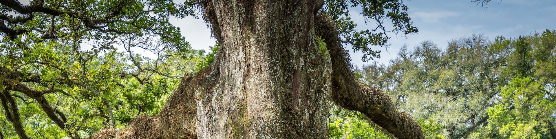 Old live oak tree covered with moss in Louisiana