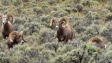 four rocky mountain big horn sheep rams grazing in a field of sagebrush in the rio grande del norte national monument near taos, new mexico, on a summer day