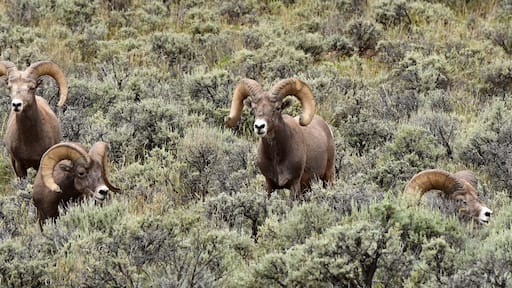 four rocky mountain big horn sheep rams grazing in a field of sagebrush in the rio grande del norte national monument near taos, new mexico, on a summer day