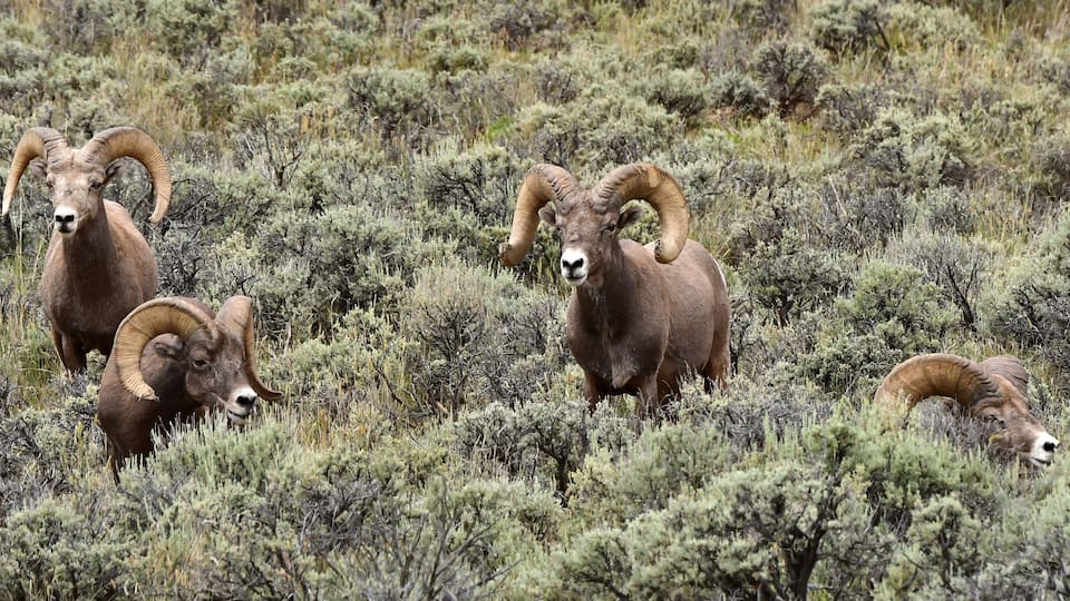 A group of bighorn sheep grazing in a mountainous, shrub-covered landscape.