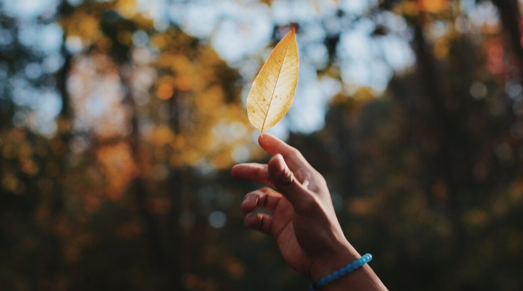 Just a drop of fall #autumn #autumndreams