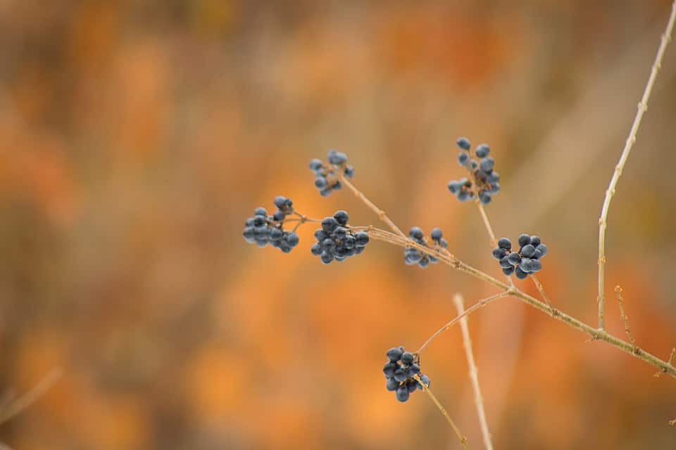 A branch with clusters of small, round berries against a blurred orange-brown background.