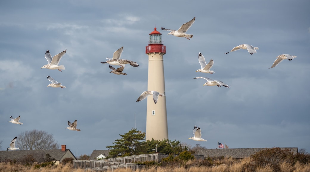 Seagulls soar through the sky in front of the iconic Cape May Lighthouse
