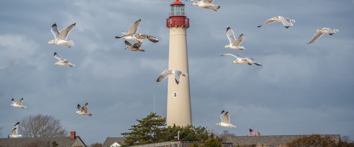 Seagulls soar through the sky in front of the iconic Cape May Lighthouse