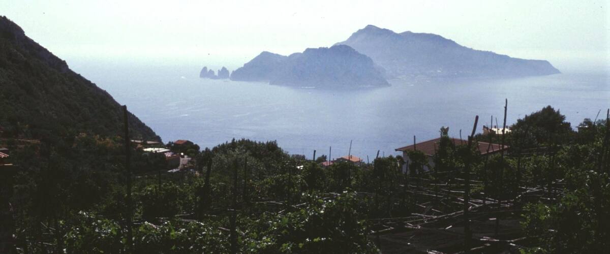 A coastal landscape with a prominent mountain in the distance, surrounded by vineyards and houses.