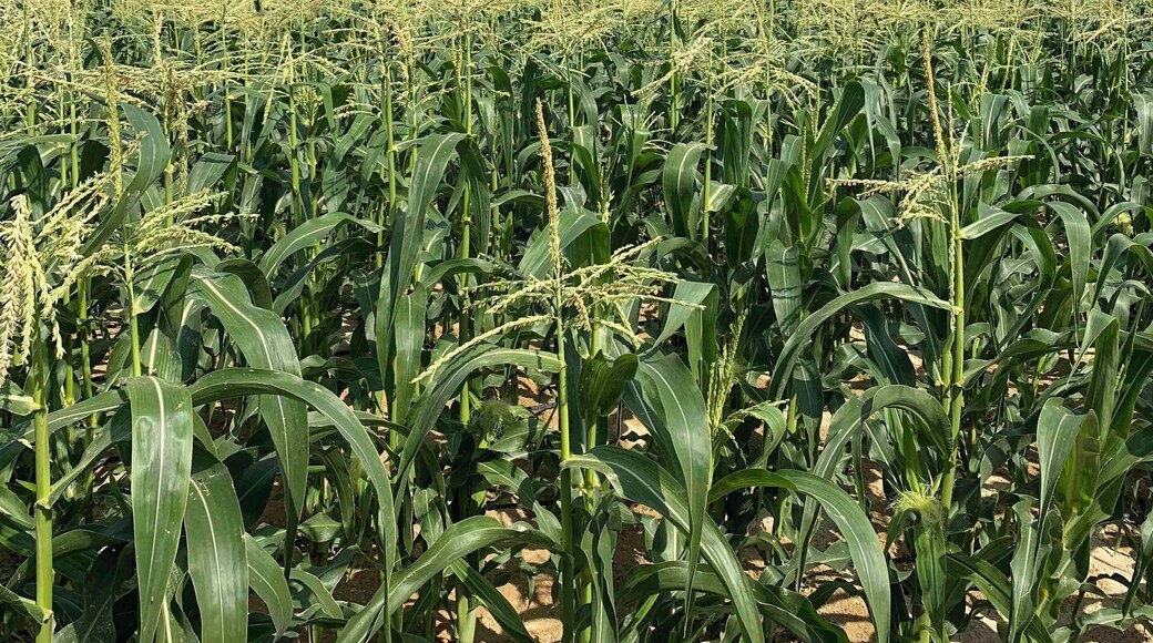 Believe it or not, this is in Abu Dhabi. #CornField