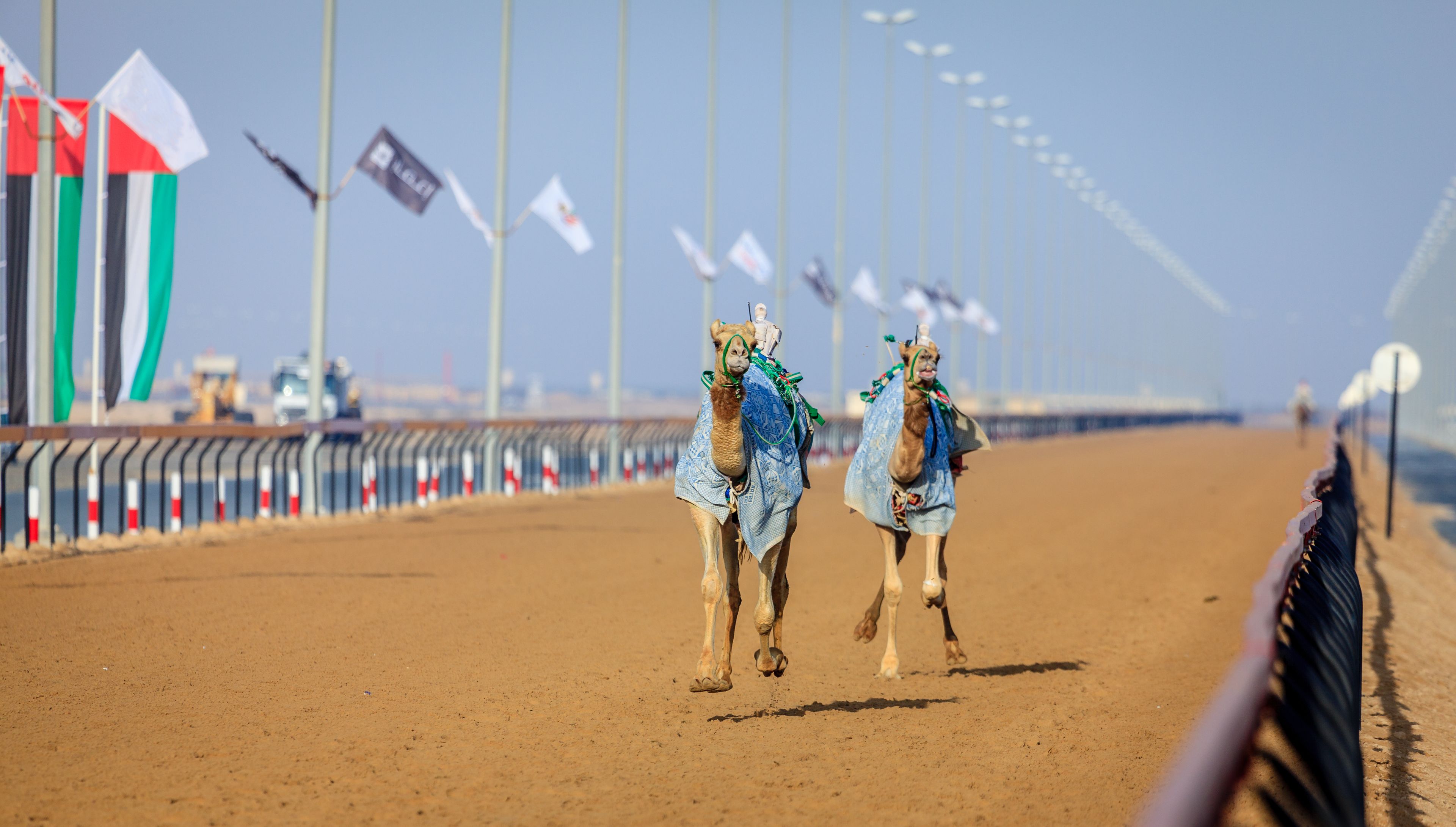 Two camels with riders on a sandy beach, a fence with flags, and a clear sky.