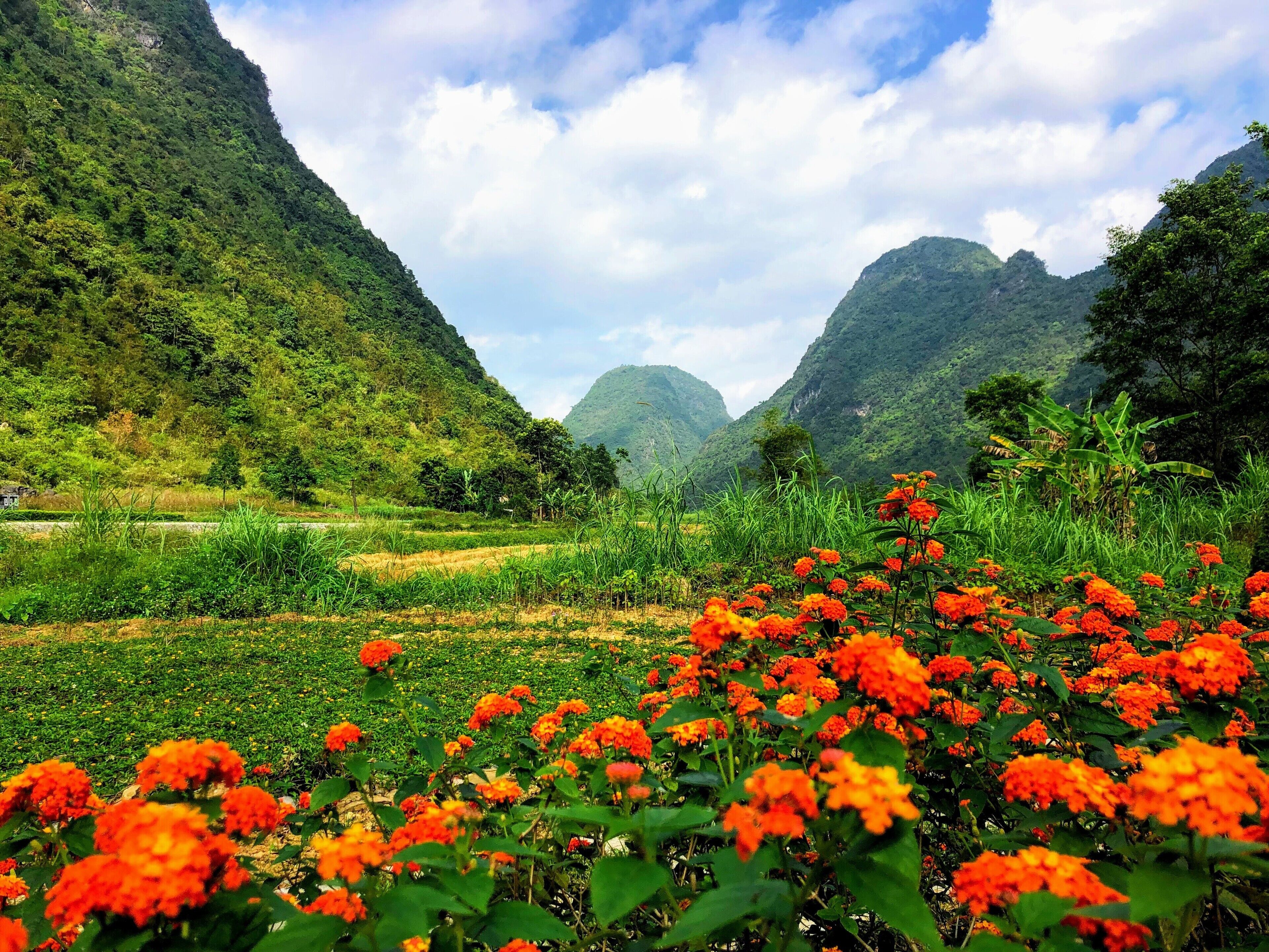 A lush valley with vibrant orange flowers in the foreground, surrounded by green hills and a clear sky.