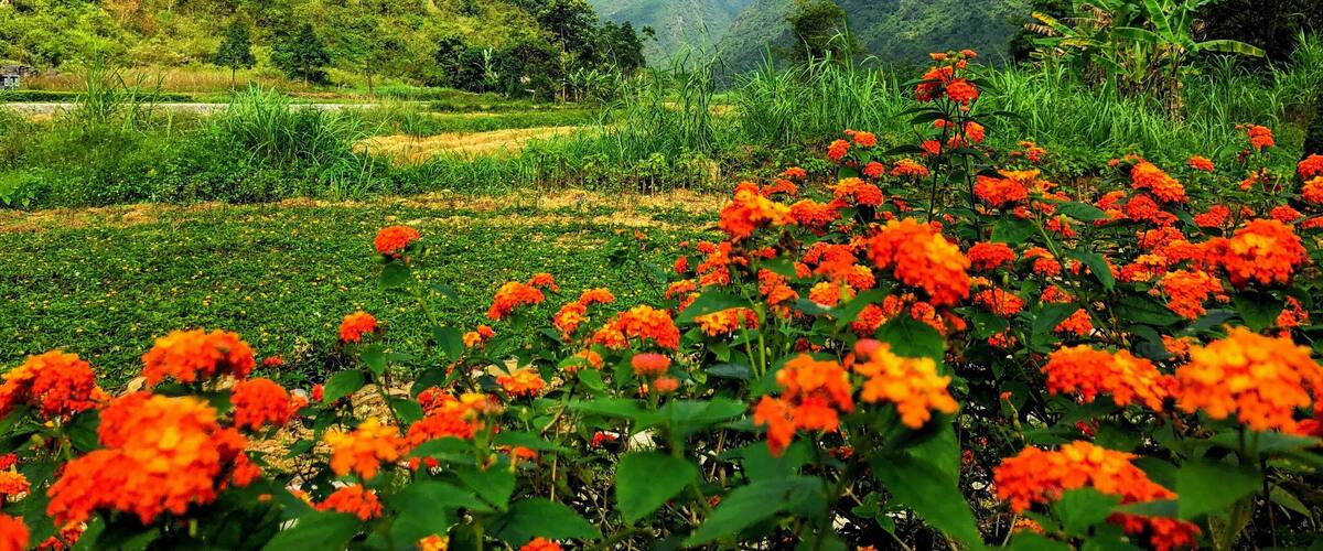 A lush valley with vibrant orange flowers in the foreground, surrounded by green hills and a clear sky.