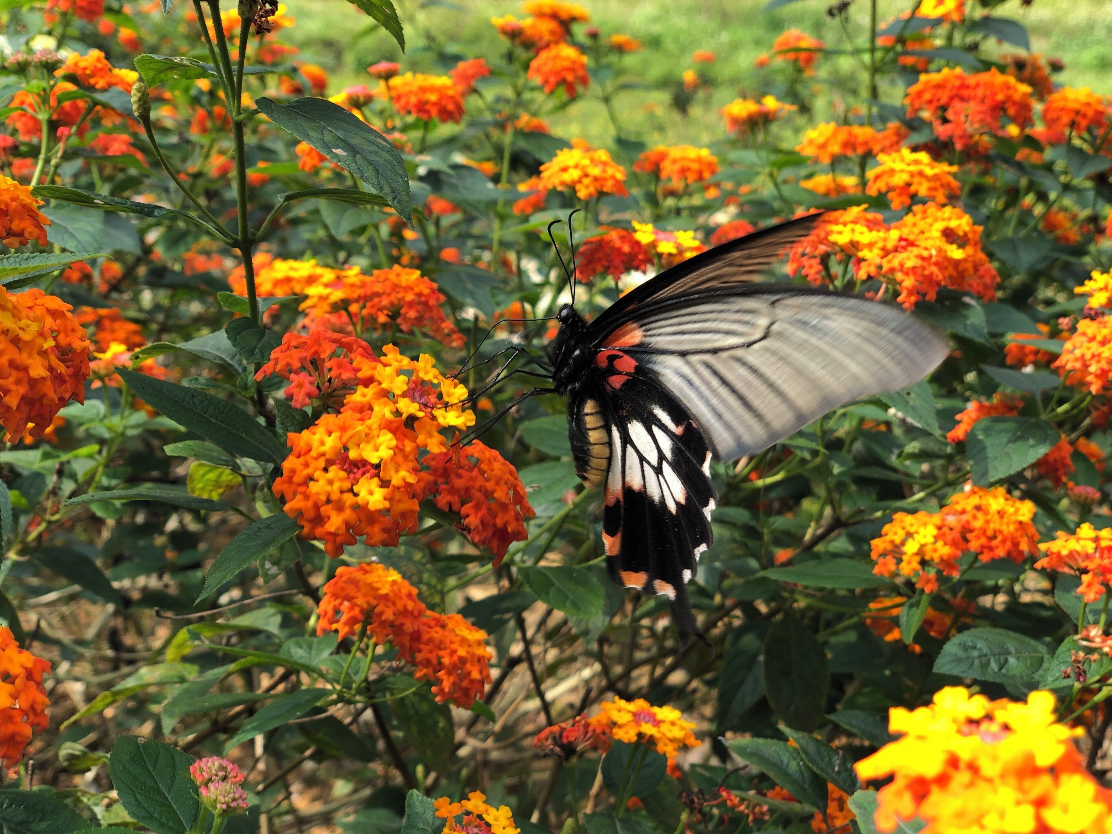 Beautiful flowers here