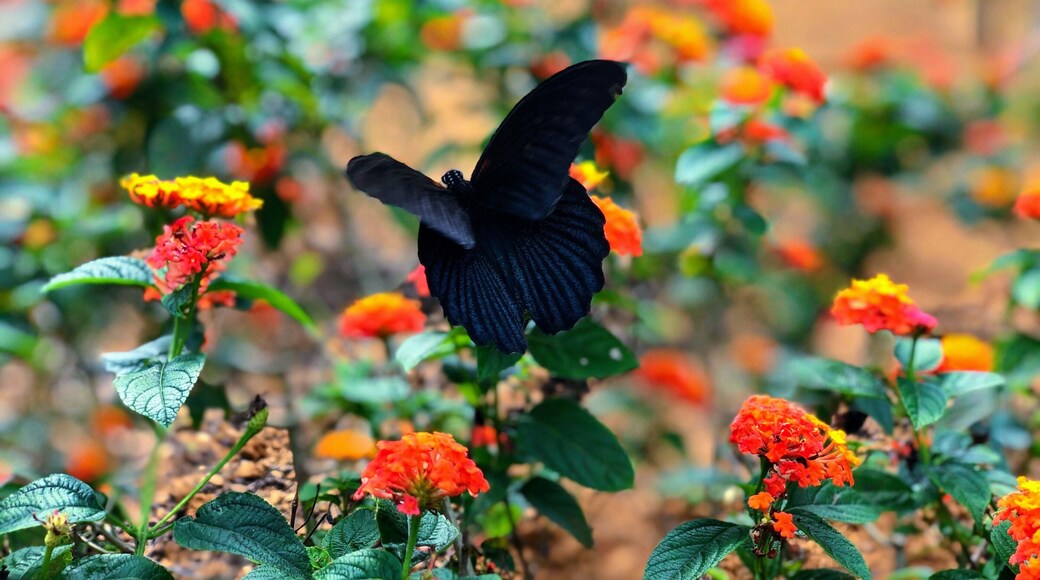 Beautiful flowers near the monument