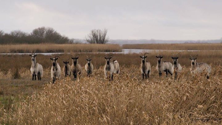 A group of goats in a field with dry grass and a body of water in the background.