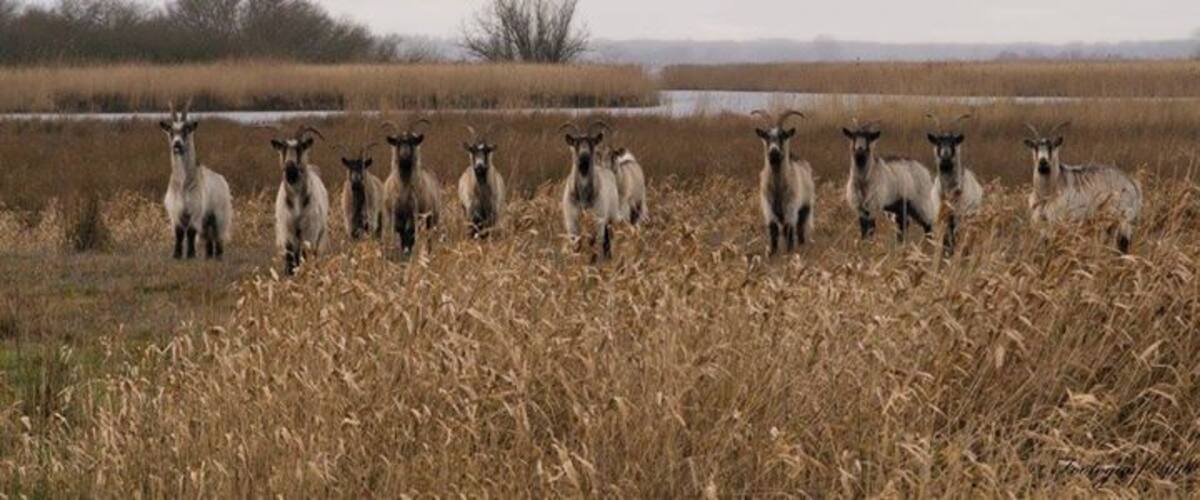 A group of goats in a field with dry grass and a body of water in the background.