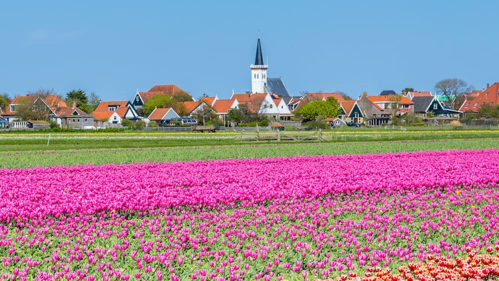 Ein Tulpenfeld mit einer Kirche und Häusern im Hintergrund.