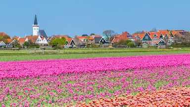 Um campo de tulipas com uma igreja e casas ao fundo.
