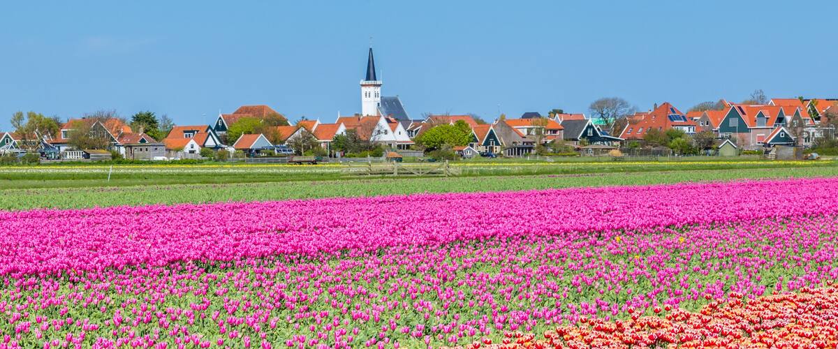 A tulip field with a church and houses in the background.