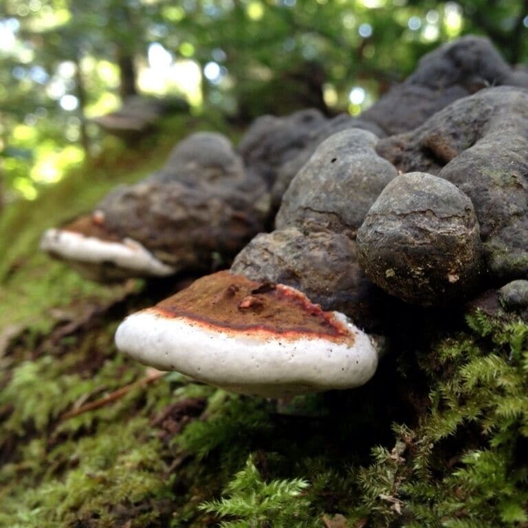 Fungi is growing on the trees above the Litlle brook. 
