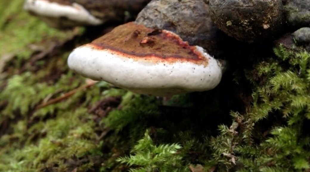 Fungi is growing on the trees above the Litlle brook.