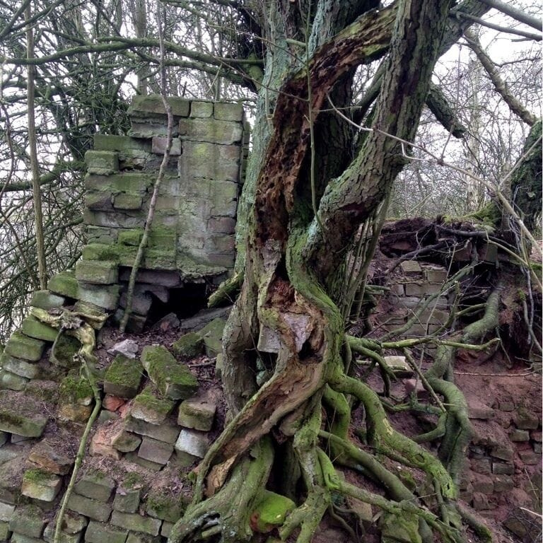 Stones and trees. A fight for space 