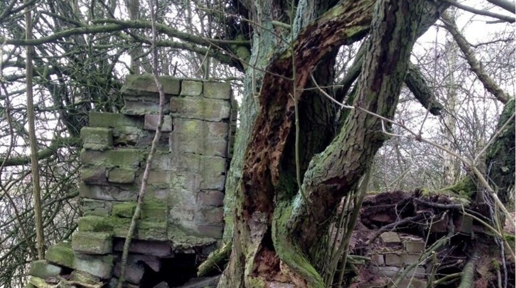 Stones and trees. A fight for space