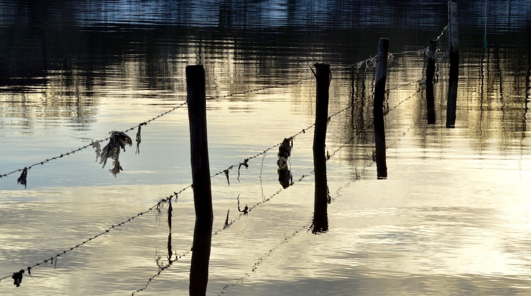 In the summer cows are walking around the water in the river Rhine