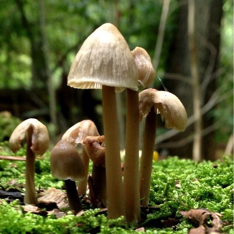 Mushrooms are growing. Maybe this is the one of the lovelyest season of the year