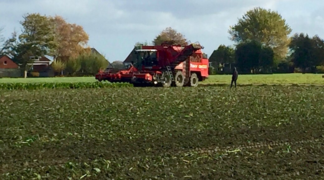 Beet harvesting